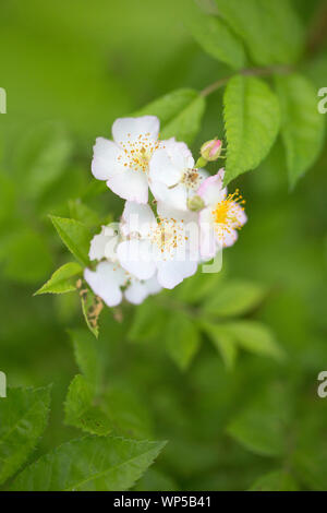 Rosa multiflora, le rosier multiflore Banque D'Images