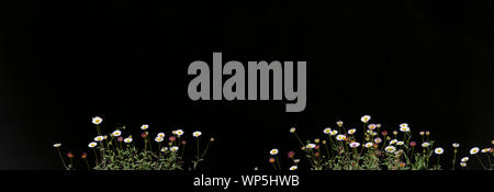 Panorama de la vergerette (Erigeron Karwinsky karvinskianus) fleurs sur un fond noir, une herbe vivace, rampante et souvent fragile, avec sm Banque D'Images