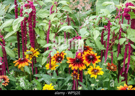 Jardin d'été, fleur frontière en juillet, amarante Rudbeckia hirta Banque D'Images