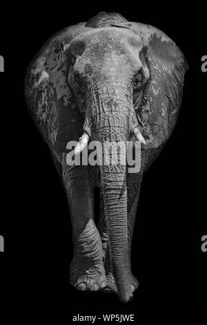 African elephant sur fond sombre en noir et blanc Banque D'Images