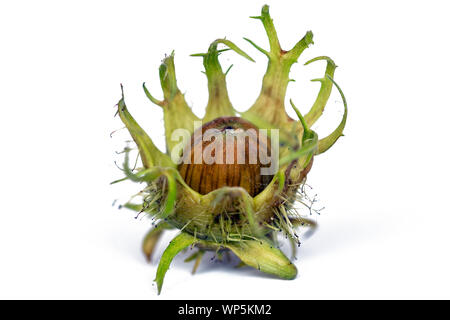 Les fruits des arbres en automne Banque D'Images