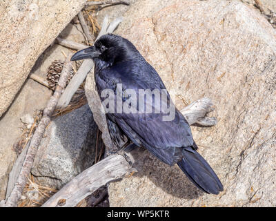 Grand Corbeau Corvus corax photographié en Californie Banque D'Images