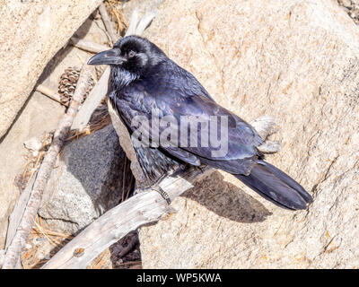 Grand Corbeau Corvus corax photographié en Californie Banque D'Images