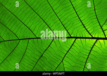 Texture background feuille de teck (Tectona grandis) est un arbre de bois dur tropical espèces placées dans la famille des plantes à fleurs Lamiaceae. Banque D'Images