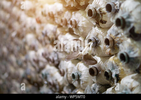 Sacs de spores de champignons à la ferme où le champignon sont en fleurs Banque D'Images