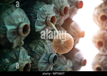 Sacs de spores de champignons à la ferme où le champignon sont en fleurs Banque D'Images