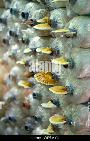 Sacs de spores de champignons à la ferme où le champignon sont en fleurs Banque D'Images