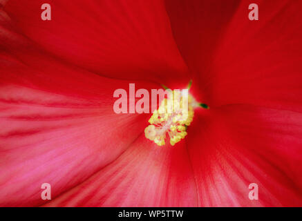 Close up macro d'une géante rouge cinnamon grappa et d'étamines des fleurs d'hibiscus Banque D'Images