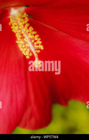 Close up macro d'une géante rouge cinnamon grappa et d'étamines des fleurs d'hibiscus Banque D'Images