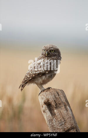 Owlet Chouette chevêche, Athene noctua, East Yorkshire, Angleterre, Royaume-Uni, a présenté à l'Angleterre du 19e siècle, partiellement diurne. Banque D'Images