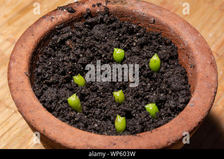 Bateau à quille bébés cactus dans un pot de fleurs en terre cuite avec un sol humide. Trois semaines de cactus. Cacti est en train de germer à partir de semences Banque D'Images