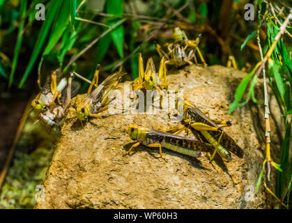 Groupe des criquets ensemble en gros plan macro, insectes populaires espèce Banque D'Images