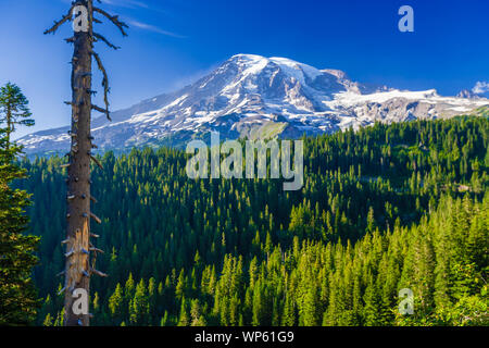 Forêt de pins avec des mt. Rainier au loin sur un ciel bleu 24, Mt. Rainier National Park, Washington, USA. Banque D'Images