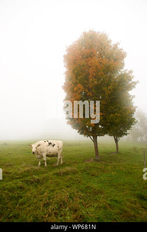 Vaches dans la brume matinale, Stowe, Vermont, Etats-Unis Banque D'Images