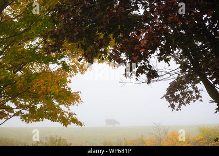 Vaches dans la brume matinale, Stowe, Vermont, Etats-Unis Banque D'Images