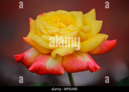 Rosa 'Love & Peace' - Hybrid Tea Rose avec des couleurs vibrantes Banque D'Images