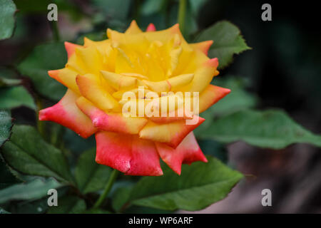 Rosa 'Love & Peace' - Hybrid Tea Rose avec des couleurs vibrantes Banque D'Images