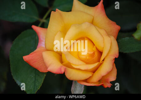 Rosa 'Love & Peace' - Hybrid Tea Rose avec des couleurs vibrantes Banque D'Images