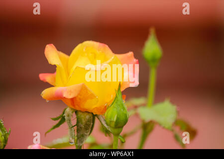 Rosa 'Love & Peace' - Hybrid Tea Rose avec des couleurs vibrantes Banque D'Images