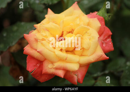 Rosa 'Love & Peace' - Hybrid Tea Rose avec des couleurs vibrantes Banque D'Images