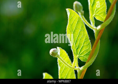 Le liseron des champs (Convolvulus arvensis), close up montrant la tige de la plante liée autour d'une tige d'herbe pour le soutien. Banque D'Images