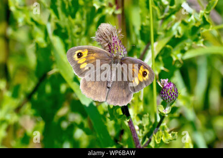 (Maniola jurtina Meadow Brown), close up d'un seul papillon au repos sur le chardon des champs (Cirsium arvense). Banque D'Images