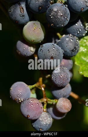 Libre de raisins noirs mûrs avec des gouttes d'eau en été en Allemagne avec le champ texte Banque D'Images