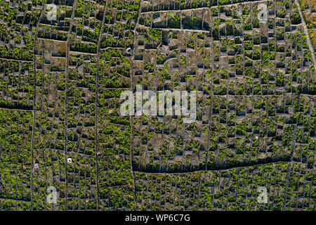 Image montrant l'antenne viticole typique (viticulture) Paysage de l'île de Pico à Criação Velha et Candelária, Madalena. Le modèle de parcelles ( Banque D'Images