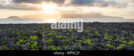 Image aérienne montrant un magnifique coucher de soleil sur le vignoble typique de la culture (viticulture) Paysage de l'île de Pico à Criação Velha et Candelária, Mada Banque D'Images