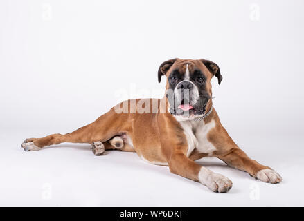 Race boxer chien assis sur le plancher à fond blanc Banque D'Images