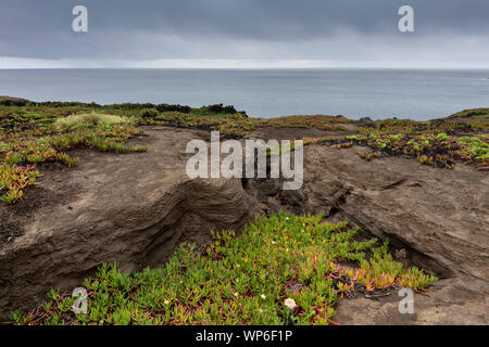Vert Rouge coloré les plantes succulentes qui poussent sur les plages de basalte de lave à la Westcoast de l''île de Faial. Aussi connu en anglais comme Fayal, est un portugais je Banque D'Images