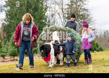 Chien Terre-Neuve pulling Christmas Tree de champ pour la famille. Banque D'Images