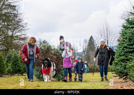 Chien Terre-Neuve pulling Christmas Tree de champ pour la famille. Banque D'Images