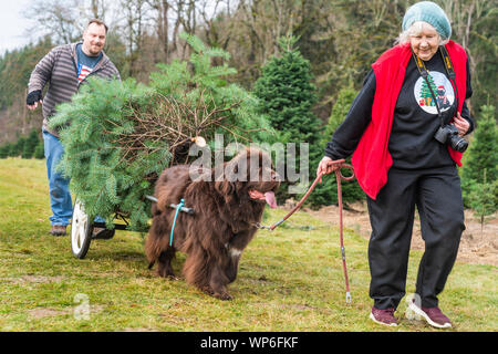 Premier chien Terre-neuve woman pulling Christmas Tree de champ. Banque D'Images