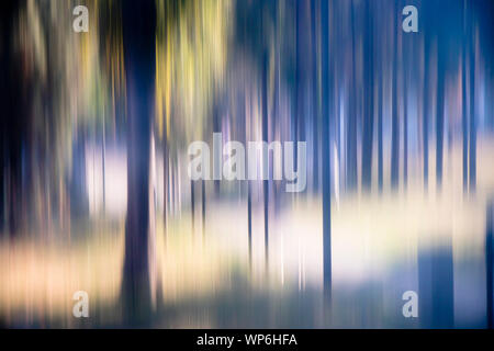 Les arbres mystérieux floue dans les bois , paysage détail onirique Banque D'Images