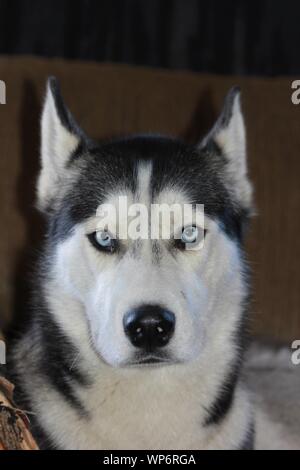 Alaskan Husky shot libre dans un portrait avec un fond sombre. Banque D'Images