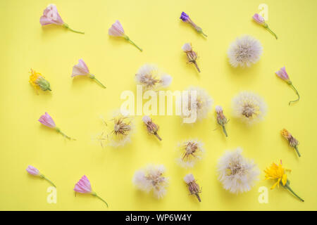 Le pissenlit moelleux et le bouleau liseron des champs de fleurs se trouvent dans les lignes sur du papier jaune, vue d'en haut. Motif floral d'été Banque D'Images