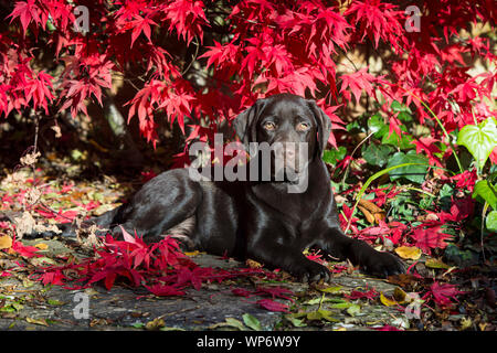 Chiot labrador chocolat par Acer Arbre Buisson Banque D'Images