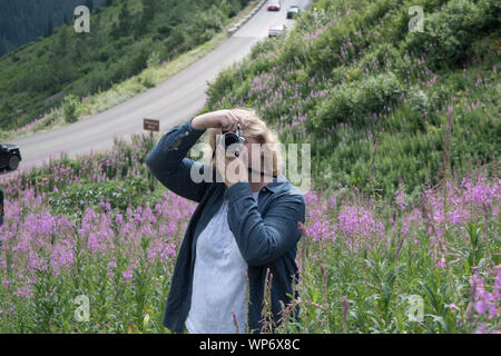 Femme photographe capte la beauté des fleurs sauvages d'été sur la route du soleil. Banque D'Images