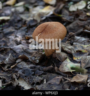 Champignons bruns en Alaska Banque D'Images