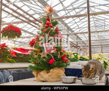 Chat tigré en sirotant à côté de l'eau dans l'arbre de Noël Poinsettia serre. Banque D'Images