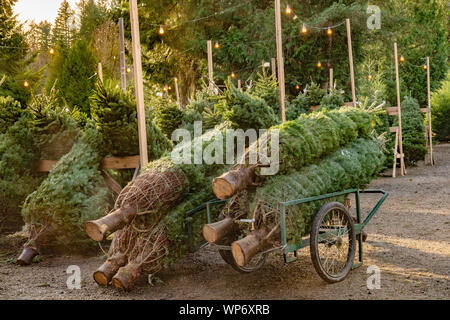 Les arbres de Noël fraîchement coupé à Christmas Tree Farm. Banque D'Images