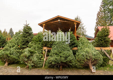 Les arbres de Noël fraîchement coupés prêts à être décorés Banque D'Images