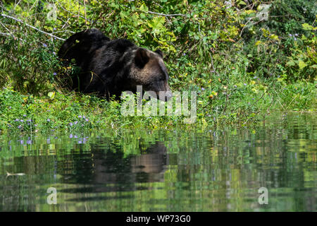 Le Canada, la Colombie-Britannique, la forêt pluviale de Great Bear, Khutze Inlet. Ours brun mâle alias grizzli (Ursus arctos) : WILD Creek avec la réflexion. Banque D'Images