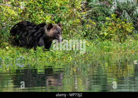 Le Canada, la Colombie-Britannique, la forêt pluviale de Great Bear, Khutze Inlet. Ours brun mâle alias grizzli (Ursus arctos) : WILD Creek avec la réflexion. Banque D'Images