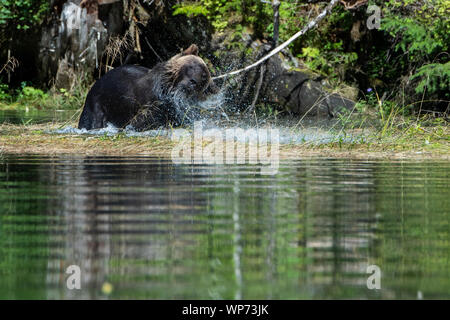 Le Canada, la Colombie-Britannique, la forêt pluviale de Great Bear, Khutze Inlet. Ours brun mâle alias grizzli (Ursus arctos) sauvage : jouer sur les rives. Banque D'Images