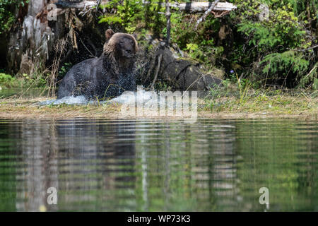 Le Canada, la Colombie-Britannique, la forêt pluviale de Great Bear, Khutze Inlet. Ours brun mâle alias grizzli (Ursus arctos) sauvage : jouer sur les rives. Banque D'Images