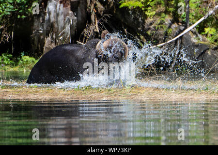 Le Canada, la Colombie-Britannique, la forêt pluviale de Great Bear, Khutze Inlet. Ours brun mâle alias grizzli (Ursus arctos) sauvage : jouer sur les rives. Banque D'Images