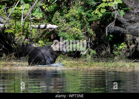 Le Canada, la Colombie-Britannique, la forêt pluviale de Great Bear, Khutze Inlet. Ours brun mâle alias grizzli (Ursus arctos) sauvage : jouer sur les rives. Banque D'Images