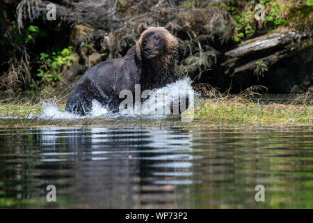 Le Canada, la Colombie-Britannique, la forêt pluviale de Great Bear, Khutze Inlet. Ours brun mâle alias grizzli (Ursus arctos) sauvage : jouer sur les rives. Banque D'Images